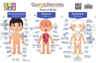 Lamina Cuerpo Humano